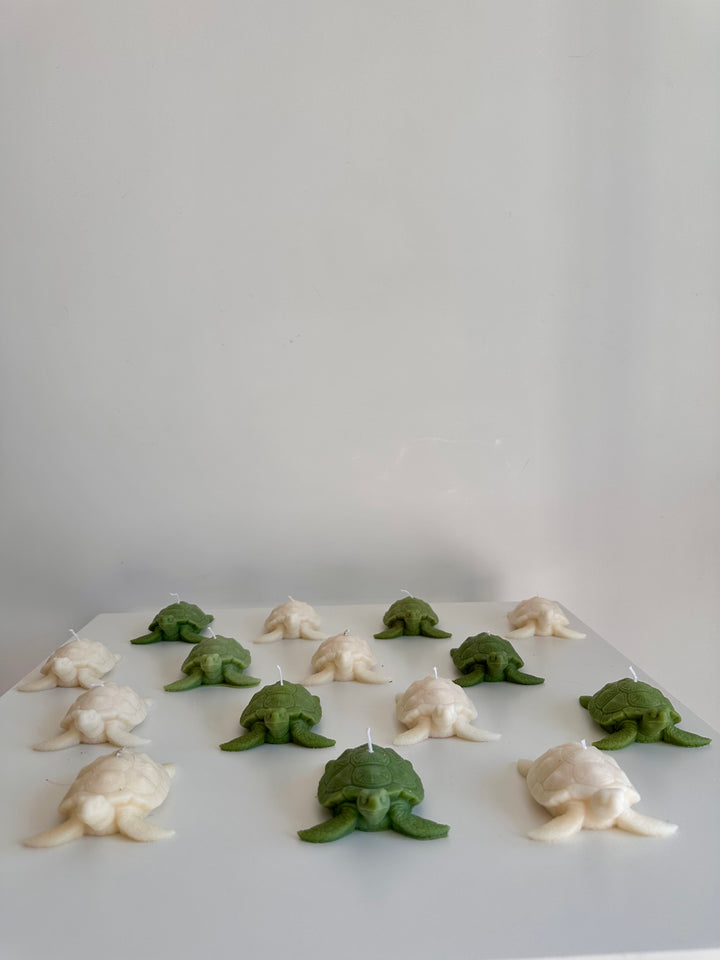 La bougie tortue